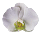گل ارکیده فالانوپسیس کیوتو